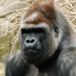 picture of Gorilla for SEO How-to and Google article
